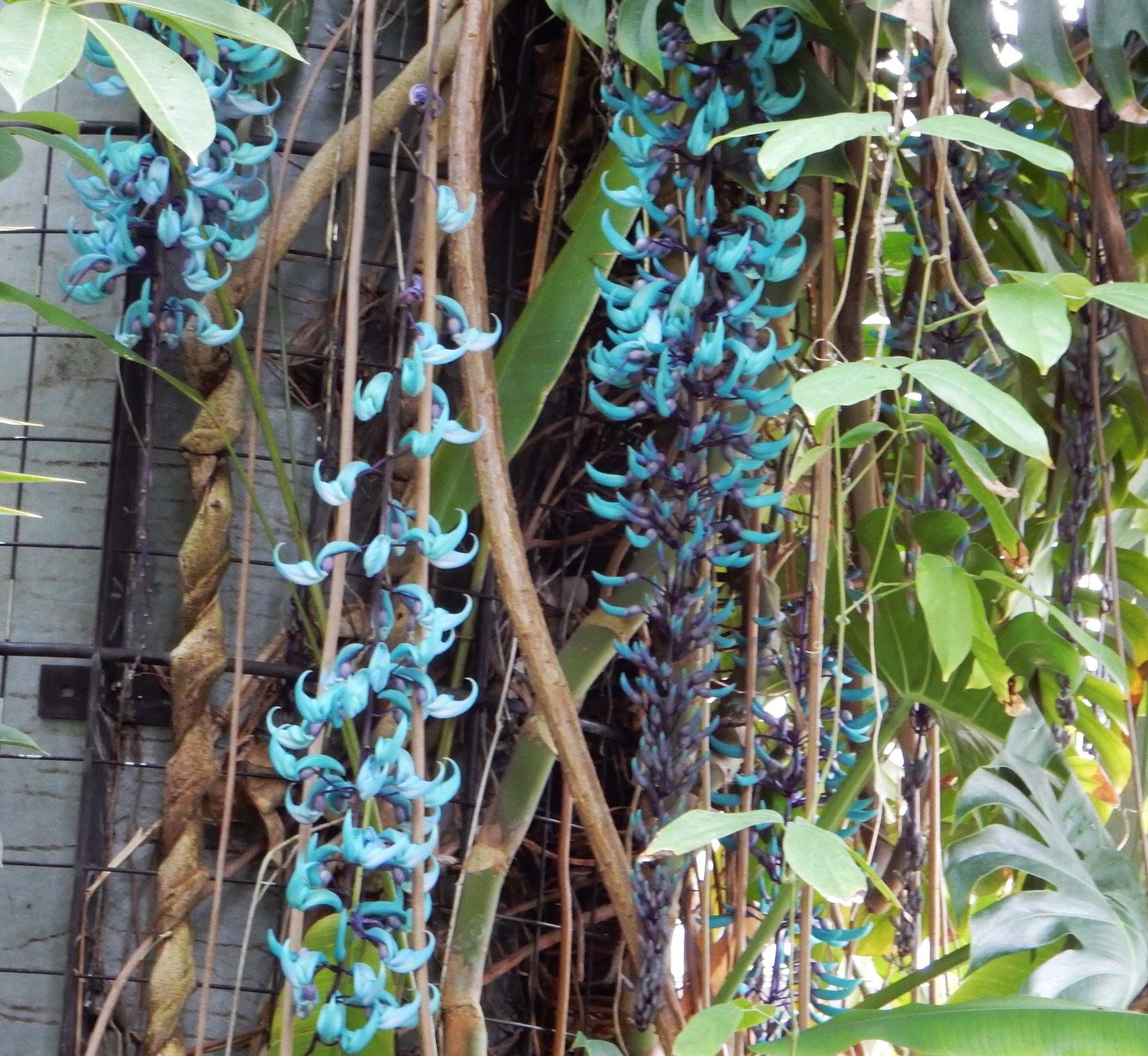 翡翠カズラ　ヒスイカズラ　① 259．《ヒスイカズラ（翡翠葛） 英名 ジェイドバインjade vine